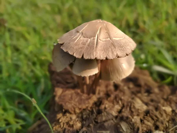 Mushroom Ground Food Organic Background Sunset Texture — Stock Photo, Image