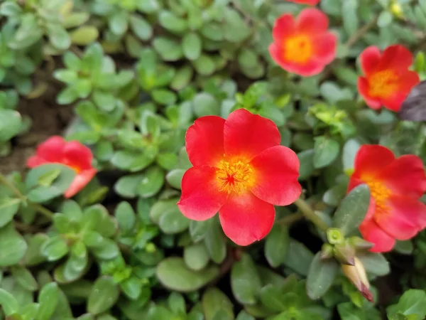 Red Purslane Flower Ground Green Leaves Background Sunset — Stock Fotó