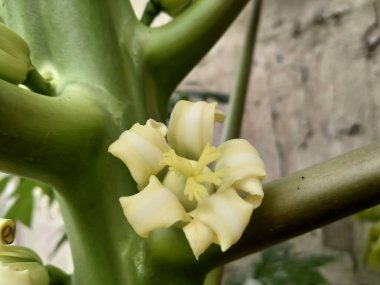 Papaya çiçeği beyaz sarı ağaç arka plan