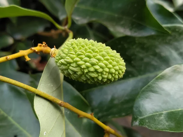 Litchi Frutas Folhas Verdes Jardim Fundo Cru — Fotografia de Stock