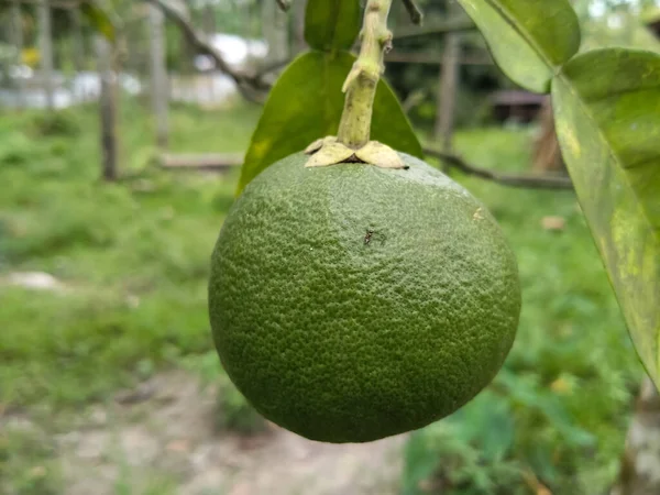 Lemon Green Leaves Ant Tree Texture Nature — Stock Photo, Image