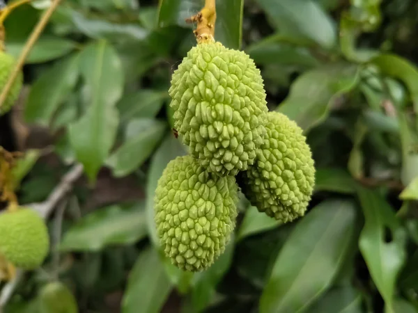 Three Litchi Fruits Tree Juice Texture Nature — Stock Photo, Image