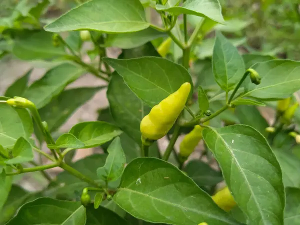 Amarelo Frutos Pimenta Folhas Verdes Fundo Crocante — Fotografia de Stock