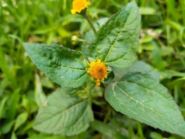 Galinsoga parviflora sarı çiçek ağaç yeşil yapraklar ayurvedik organik sağlıklı çiçek