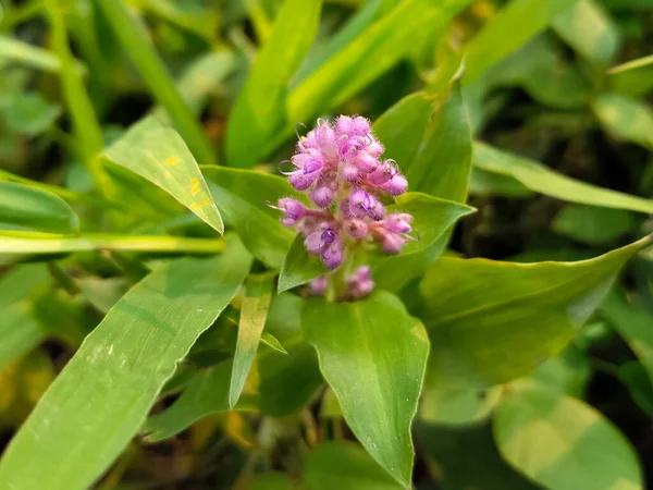 庭の花の背景にある花冠グラブラータピンクの花緑の夕日 — ストック写真