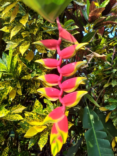 Heliconia Rostrata Czerwony Kwiat Tło Żółty Naturalny Ogród Kwiat — Zdjęcie stockowe