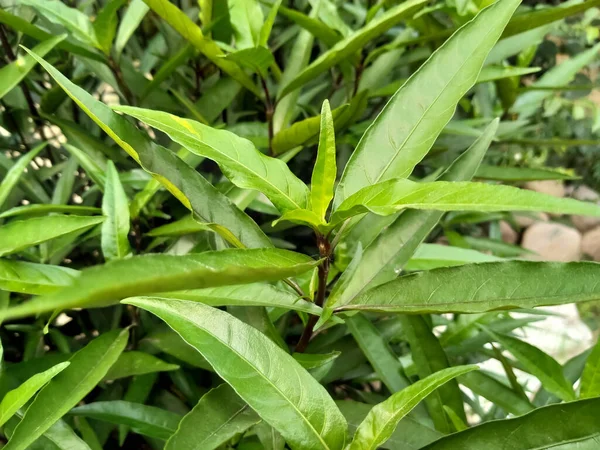 Justicia Gendarussa Green Leaves Garden Blossom Natural — Stock Photo, Image