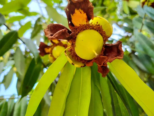 Mesua Ferrea Flower Fruit Green Yellow Raw Background Sunset Texture — Stock Photo, Image