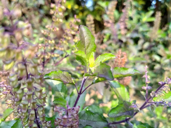 Ocimum Tenuiflorum Árvore Flores Ayurvédica Medicina Orgânica Saudável — Fotografia de Stock