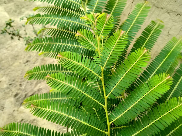Phyllanthus Emblica Zöld Levelek Természetes Háttér Táj — Stock Fotó