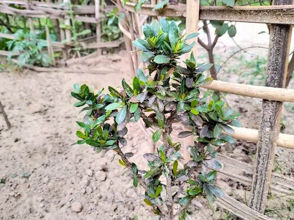 Rhododendron Indicum Árbol Suelo Verde Bambú Pared Fondo Puesta Del — Foto de Stock