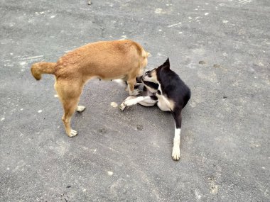 Sevimli anne köpek bebekle oynuyor.