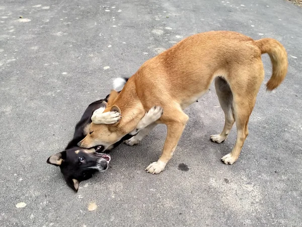 Brown Madre Perro Jugando Negro Bebé — Foto de Stock