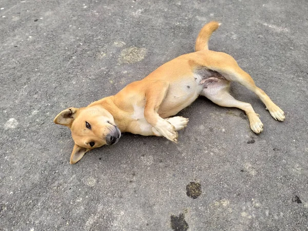 Cane Dormire Sulla Strada Animali Sfondo — Foto Stock