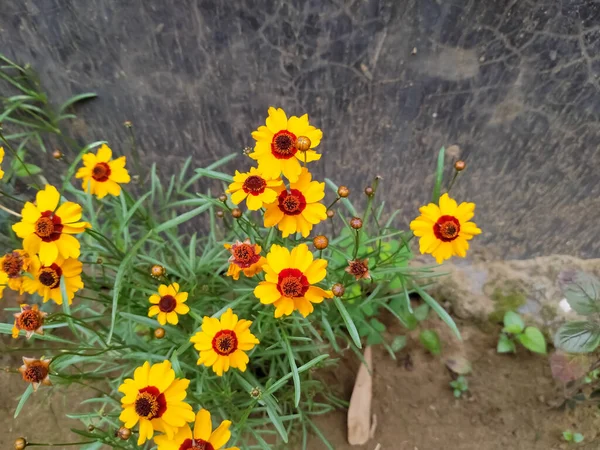 Calliopsis Fleurs Jaunes Dans Jardin — Photo