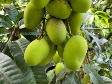 Ağaçta sıradan mango yeşili meyveler