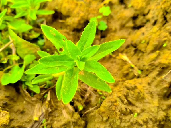 Hedgehyssop Дерево Саду — стоковое фото