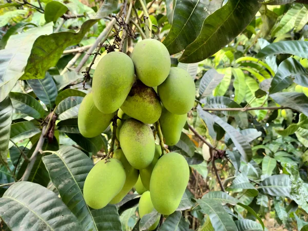 Indian Mango Fruits Green Leafs — Stock Photo, Image