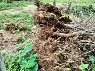 kuru bambu rüzgarı zeminin kenarında