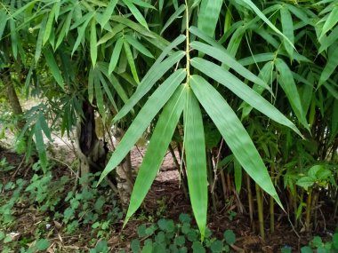 Ağaçta wamin bambu yeşil yaprakları