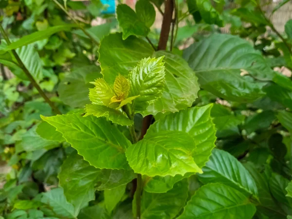 Hoja Verde Carpe Caucásico Jardín — Foto de Stock