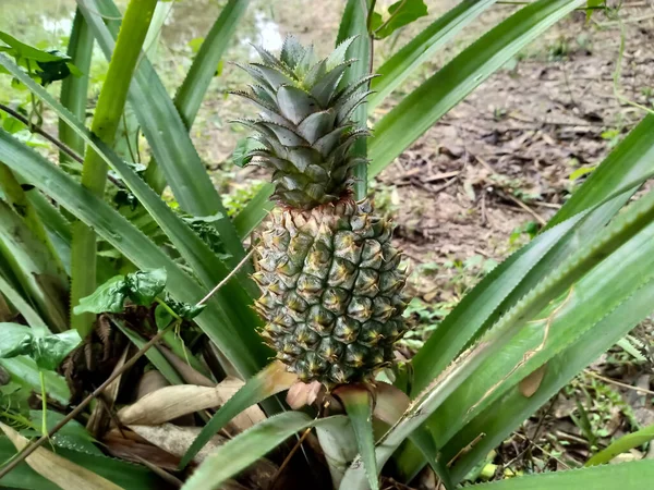 Ananas Owoce Liść Ogrodzie Zdrowa Żywność — Zdjęcie stockowe