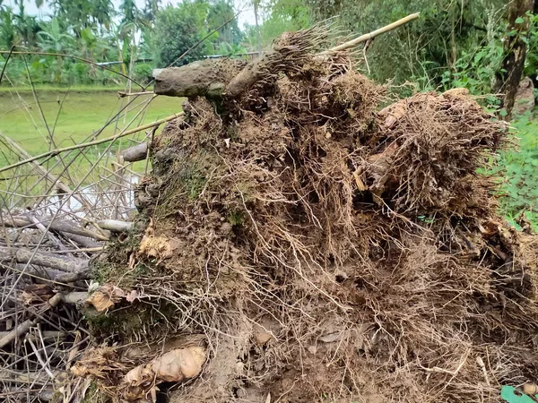 Sarı bambu rüzgarla yan yana