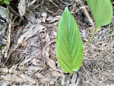 bahçedeki yeşil yaprak bitkisi