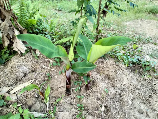 Dwie Karłowate Rośliny Bananowe Drzewo Ziemi — Zdjęcie stockowe