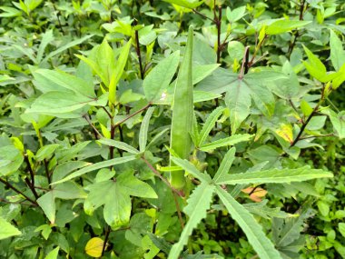 Idelele meyvesi ve Hint gülü yeşil yaprağı.