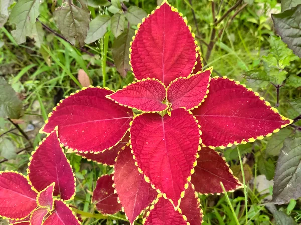 Coleus Planta Roja Jardín — Foto de Stock