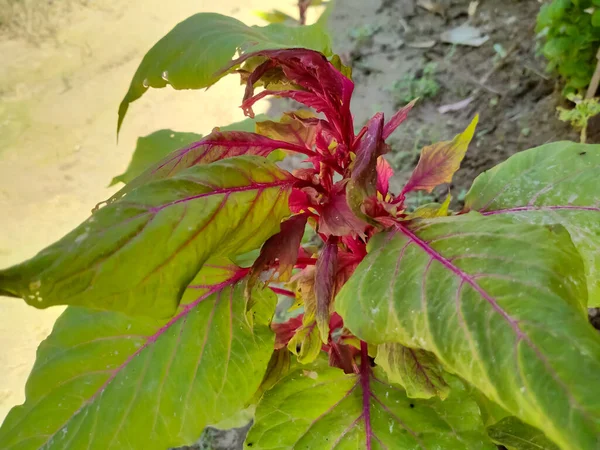 Chiński Amaranth Czerwony Zielony Liść Ogrodzie — Zdjęcie stockowe