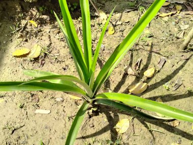 Mauritius keneviri bahçedeki yeşil bitki