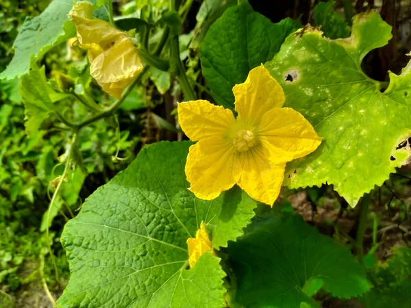 庭のキュウリ黄色の花 — ストック写真