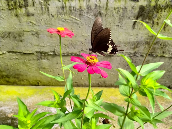 Uçan Kelebek Doğası — Stok fotoğraf