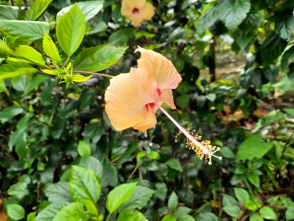 Hawajski Hibiskus Kwiat Zielony Liść Ogród — Zdjęcie stockowe