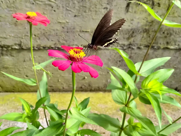Vahşi Zinnia Çiçeği Kelebek Bahçede — Stok fotoğraf
