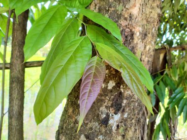 Theobroma kakao bitkisi bahçe manzarasında