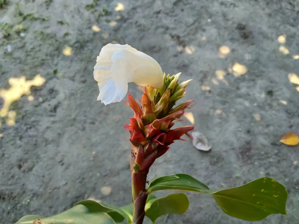 チロコスタス科の白と赤の花です — ストック写真