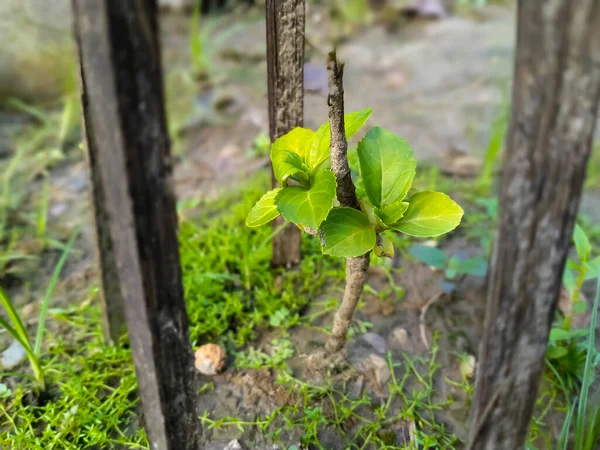 Hibiskus Kleine Pflanze Und Bambus Wandgarten — Stockfoto
