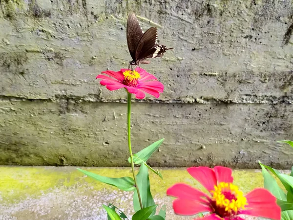 Cynku Elegans Purpurowy Kwiat Motyl — Zdjęcie stockowe