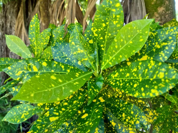 Spotted Laurel Green Leaf Garden — Stock Photo, Image