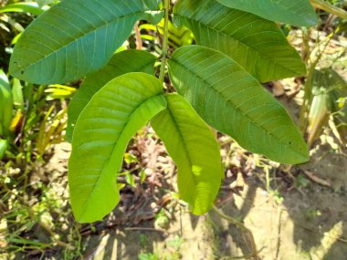 Sarı guava yeşil yaprak ayurvedic tıp