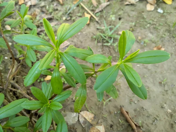Зеленое Растение Суринам Пурсланам Земле — стоковое фото