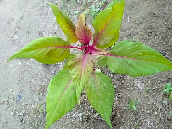 식물성아 나무붉은 — 스톡 사진