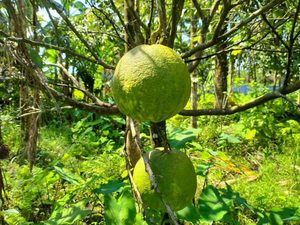 Shaddock Green Two Fruits Tree Images — Stock Photo, Image