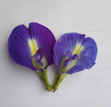 Beyaz arkaplanı olan kelebek bezelyesi çiçeği 