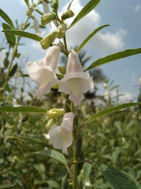 Doğayla iç içe susam çiçeği 