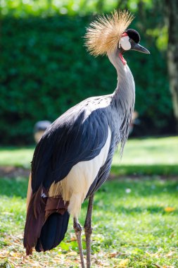 gri taç vinçGrulla coronada gris