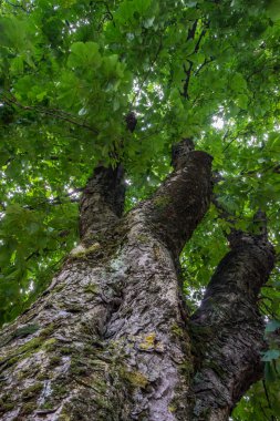 Yüksek drammatic tek ağaç ormandaki